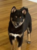 Shiba Inu Puppies for sale in Concord, NH, USA. price: $1,200