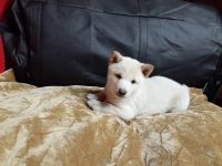 Shiba Inu Puppies for sale in Cameron, MO 64429, USA. price: $700