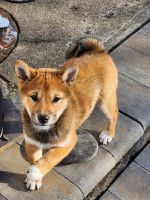 Shiba Inu Puppies for sale in Tipp City, Ohio. price: $800
