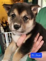 Shiba Inu Puppies for sale in Phoenix, AZ, USA. price: $1,000