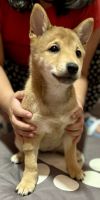 Shiba Inu Puppies for sale in Brooklyn, New York. price: $700
