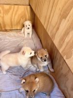 Shiba Inu Puppies for sale in lakewood, California. price: NA
