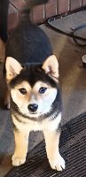 Shiba Inu Puppies for sale in St. Louis, Missouri. price: $300