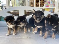 Shiba Inu Puppies for sale in Las Vegas, Nevada. price: $1,500