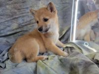 Shiba Inu Puppies for sale in Huntsville, Missouri. price: $350