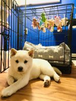 Shiba Inu Puppies for sale in Washington DC, Washington. price: $2,300