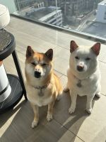 Shiba Inu Puppies for sale in Los Angeles, CA, USA. price: $100,000