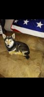 Shiba Inu Puppies for sale in Boonville, MO 65233, USA. price: $100