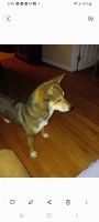 Shiba Inu Puppies for sale in Boonville, MO 65233, USA. price: $200