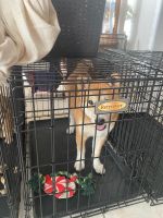 Shiba Inu Puppies for sale in Corpus Christi, Texas. price: $500