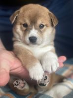 Shiba Inu Puppies for sale in Monroe, MI, USA. price: $900