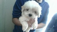 Shih-Poo Puppies for sale in Fayetteville, NC, USA. price: NA