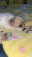Shih-Poo Puppies for sale in Baltimore, MD, USA. price: NA