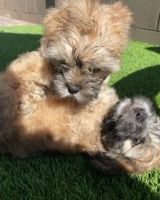 Shih-Poo Puppies for sale in Phoenix, AZ 85043, USA. price: NA