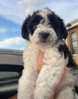 Shih-Poo Puppies for sale in Simpsonville, SC, USA. price: NA