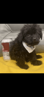 Shih-Poo Puppies for sale in Cleveland, OH 44111, USA. price: NA