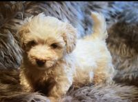 Shih-Poo Puppies for sale in Middletown, OH, USA. price: NA
