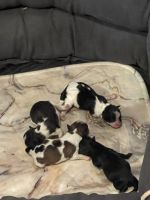 Shih-Poo Puppies for sale in Parker, CO, USA. price: NA