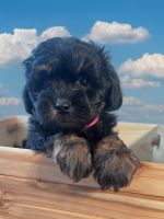 Shih-Poo Puppies for sale in Buford, GA, USA. price: NA