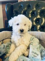 Shih-Poo Puppies for sale in Spring Valley, CA, USA. price: NA