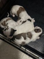 Shih-Poo Puppies for sale in Providence, RI 02907, USA. price: NA
