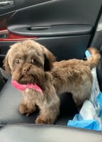 Shih-Poo Puppies for sale in San Francisco Bay Area, CA, USA. price: $500