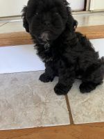 Shih-Poo Puppies for sale in Wingate, NC 28174, USA. price: $600
