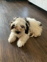 Shih-Poo Puppies for sale in Queen Creek, AZ, USA. price: $500