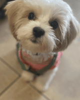 Shih-Poo Puppies for sale in Fayetteville, NC, USA. price: $500