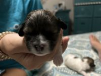 Shih-Poo Puppies for sale in Roanoke Rapids, NC 27870, USA. price: $1,800