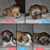 Shih-Poo Puppies for sale in Denver, CO, USA. price: $900
