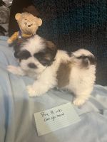 Shih-Poo Puppies for sale in Angier, NC 27501, USA. price: $950