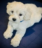 Shih-Poo Puppies for sale in Torrance, CA, USA. price: $1,600