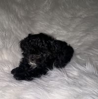 Shih-Poo Puppies for sale in Appleton, WI, USA. price: $600