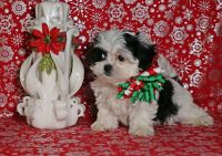 Shih-Poo Puppies for sale in 5761 Emerald Lakes Dr, Medina, OH 44256, USA. price: $1,800