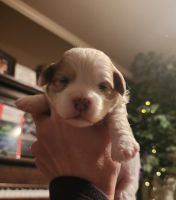 Shih-Poo Puppies for sale in Mishawaka, IN, USA. price: $2,000