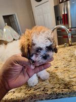 Shih-Poo Puppies for sale in Titusville, Florida. price: $1,500