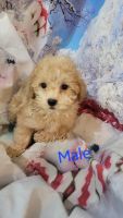 Shih-Poo Puppies for sale in Browerville, MN 56438, USA. price: $500