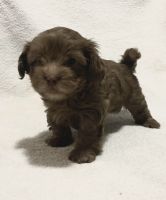 Shih-Poo Puppies for sale in Sacramento, California. price: $900