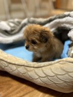 Shih-Poo Puppies for sale in Bay Point, California. price: $850
