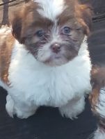 Shih-Poo Puppies for sale in Ft. Pierce, Florida. price: $800