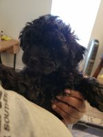 Shih-Poo Puppies for sale in Decatur, Georgia. price: $650