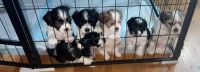 Shih-Poo Puppies for sale in Bronx, New York. price: $1,600