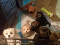 Shih-Poo Puppies for sale in Redding, California. price: NA