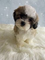 Shih-Poo Puppies for sale in Norcross, GA, USA. price: $600