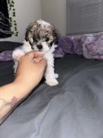 Shih-Poo Puppies for sale in Baltimore, Maryland. price: $1,200