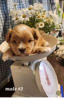 Shih-Poo Puppies for sale in Asheville, North Carolina. price: $800
