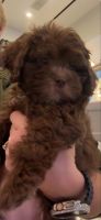 Shih-Poo Puppies for sale in Brooklyn, New York. price: $750