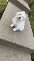 Shih-Poo Puppies for sale in Columbus, Ohio. price: $400