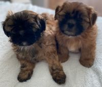 Shih-Poo Puppies for sale in Lincoln, California. price: $1,500